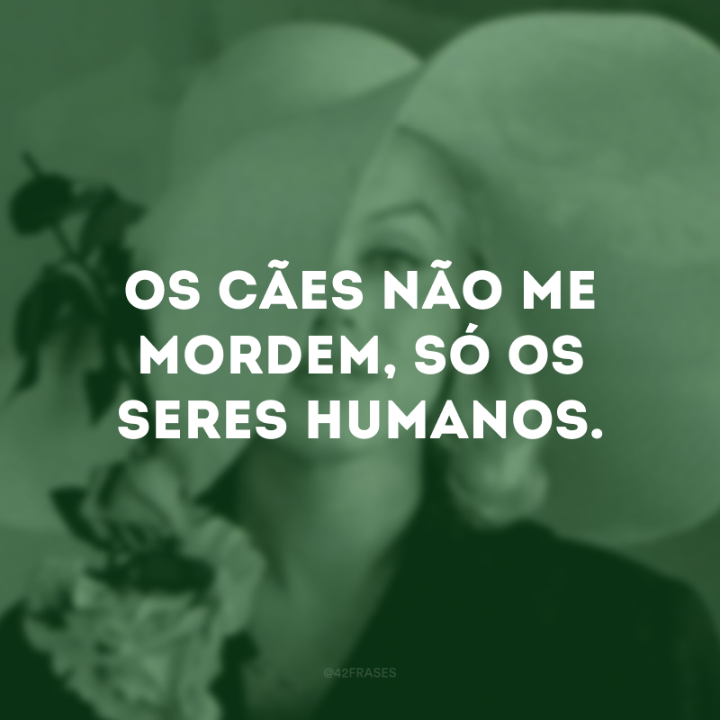 Os cães não me mordem, só os seres humanos. 