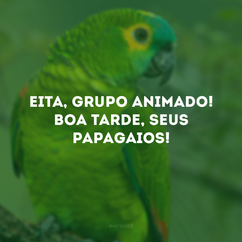 Eita, grupo animado! Boa tarde, seus papagaios!