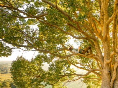 30 frases sobre árvores para contemplar mais a natureza