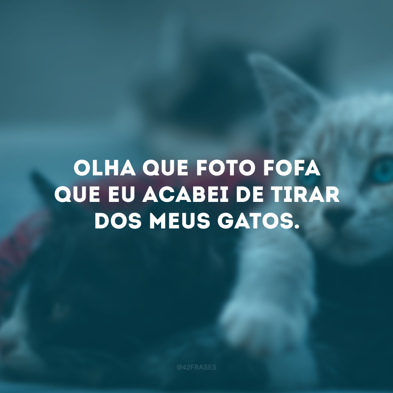 Olha que foto fofa que eu acabei de tirar dos meus gatos.