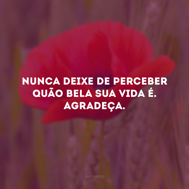 Nunca deixe de perceber quão bela sua vida é. Agradeça. 