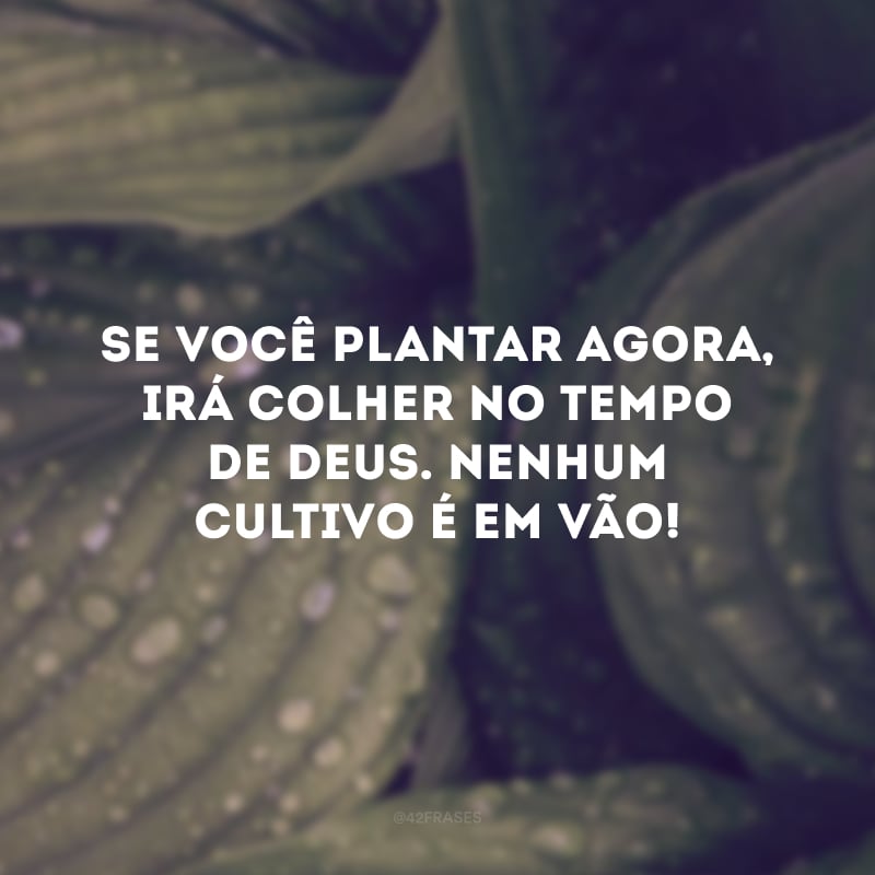 Se você plantar agora, irá colher no tempo de Deus. Nenhum cultivo é em vão! 