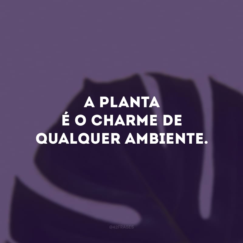 A planta é o charme de qualquer ambiente.  
