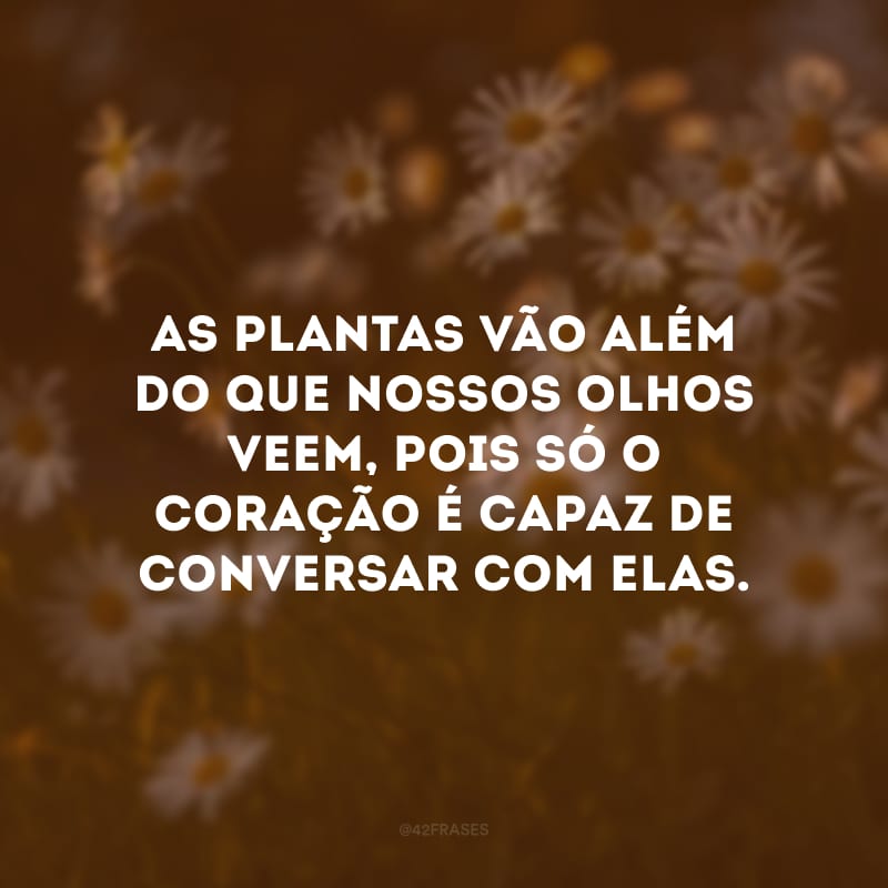 As plantas vão além do que nossos olhos veem, pois só o coração é capaz de conversar com elas.