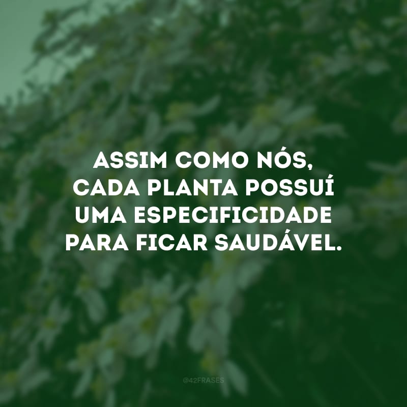 Assim como nós, cada planta possuí uma especificidade para ficar saudável. 
