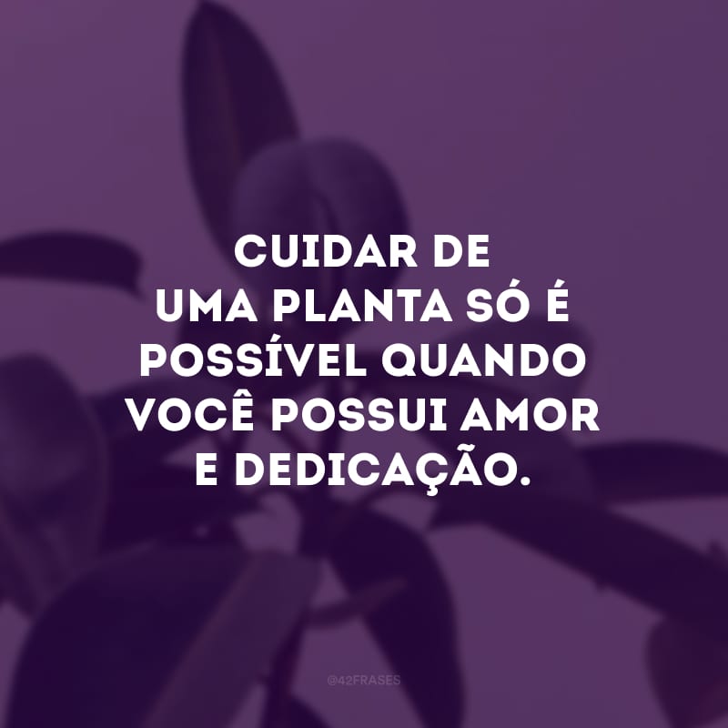 Cuidar de uma planta só é possível quando você possui amor e dedicação.
