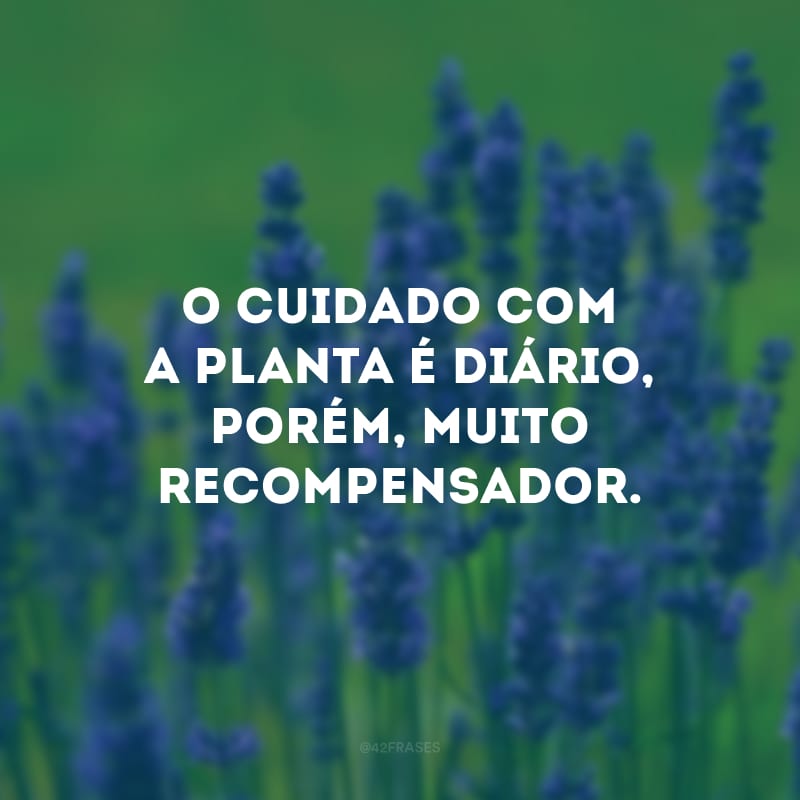 O cuidado com a planta é diário, porém, muito recompensador. 
