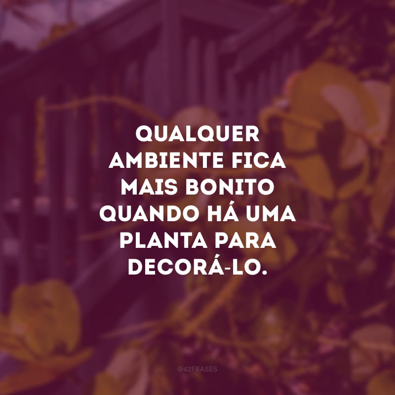 Qualquer ambiente fica mais bonito quando há uma planta para decorá-lo.
