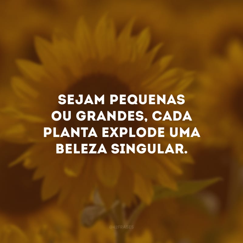 Sejam pequenas ou grandes, cada planta explode uma beleza singular.
