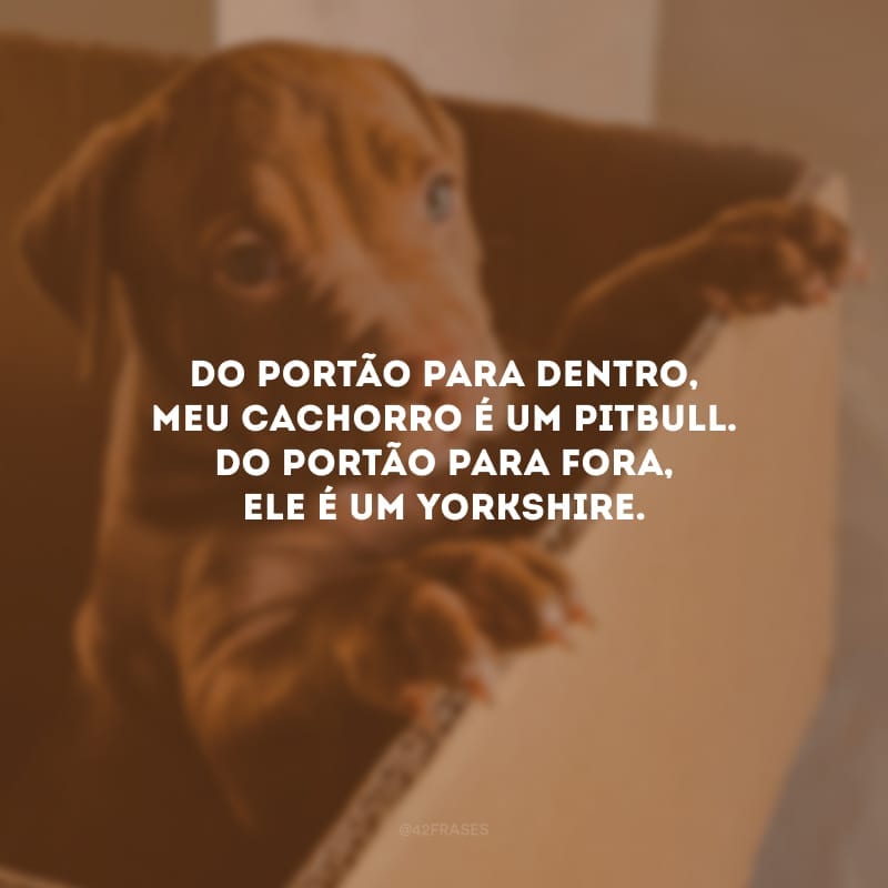 Do portão para dentro, meu cachorro é um pitbull. Do portão para fora, ele é um yorkshire.