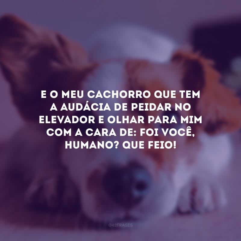 E o meu cachorro que tem a audácia de peidar no elevador e olhar para mim com a cara de: foi você, humano? Que feio!