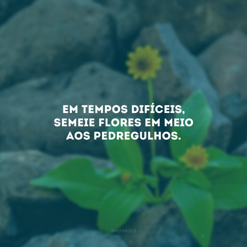 Em tempos difíceis, semeie flores em meio aos pedregulhos. Não pague a soberba com a mesma moeda, seja fonte de luz no mundo e cultive a humildade. Somente o amor pode vencer o ódio.