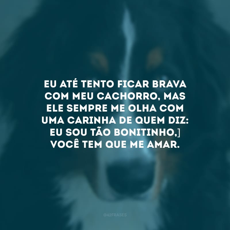 Eu até tento ficar brava com meu cachorro, mas ele sempre me olha com uma carinha de quem diz: eu sou tão bonitinho, você tem que me amar.