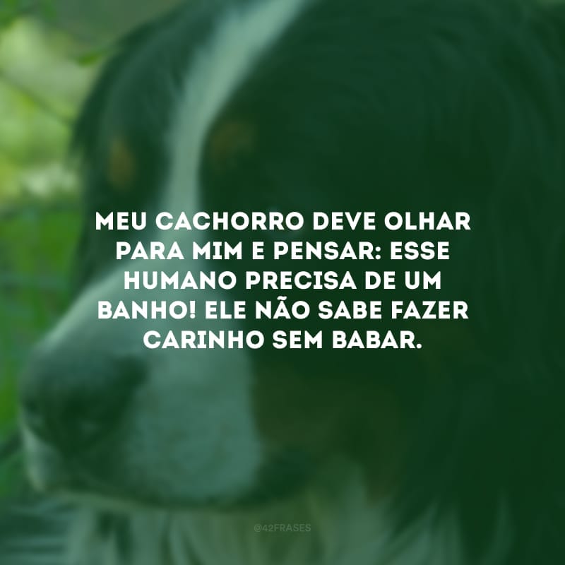 Meu cachorro deve olhar para mim e pensar: esse humano precisa de um banho! Ele não sabe fazer carinho sem babar.