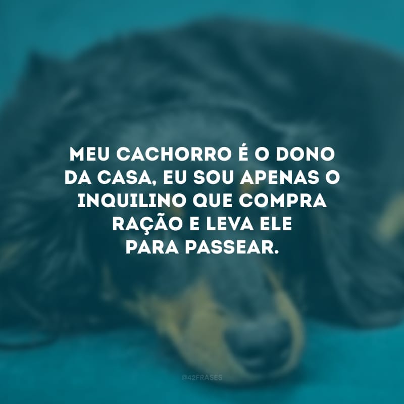 Meu cachorro é o dono da casa, eu sou apenas o inquilino que compra ração e leva ele para passear.