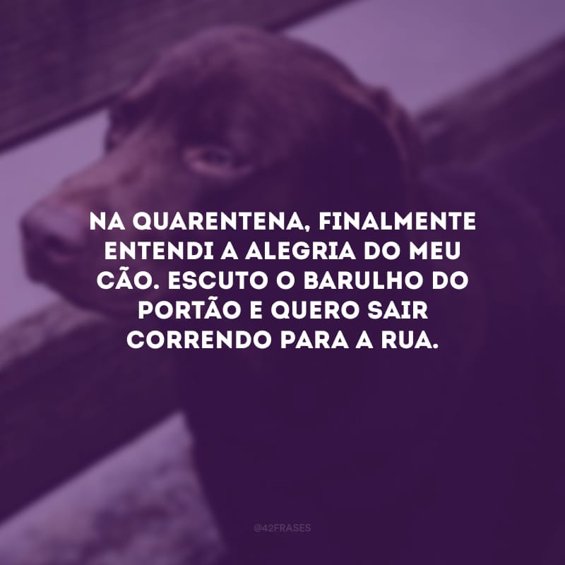 Na quarentena, finalmente entendi a alegria do meu cão. Escuto o barulho do portão e quero sair correndo para a rua.