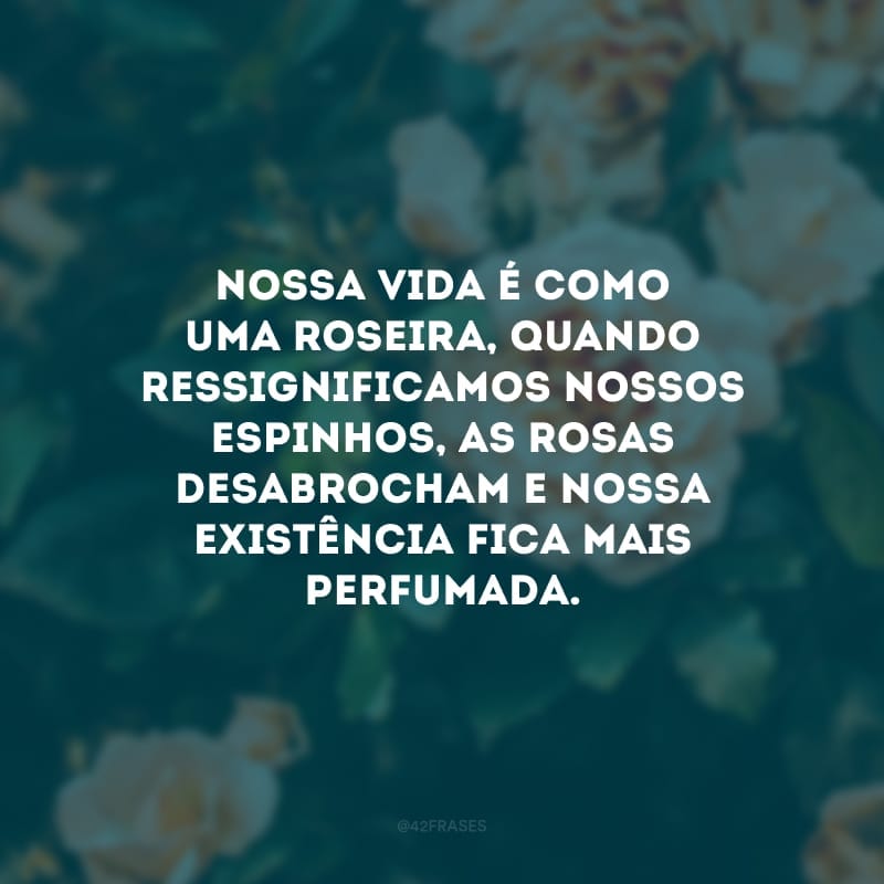 Nossa vida é como uma roseira, quando ressignificamos nossos espinhos, as rosas desabrocham e nossa existência fica mais perfumada.