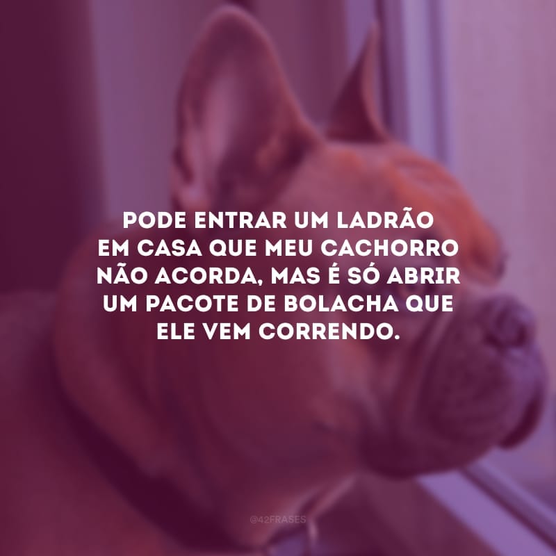 Pode entrar um ladrão em casa que meu cachorro não acorda, mas é só abrir um pacote de bolacha que ele vem correndo.