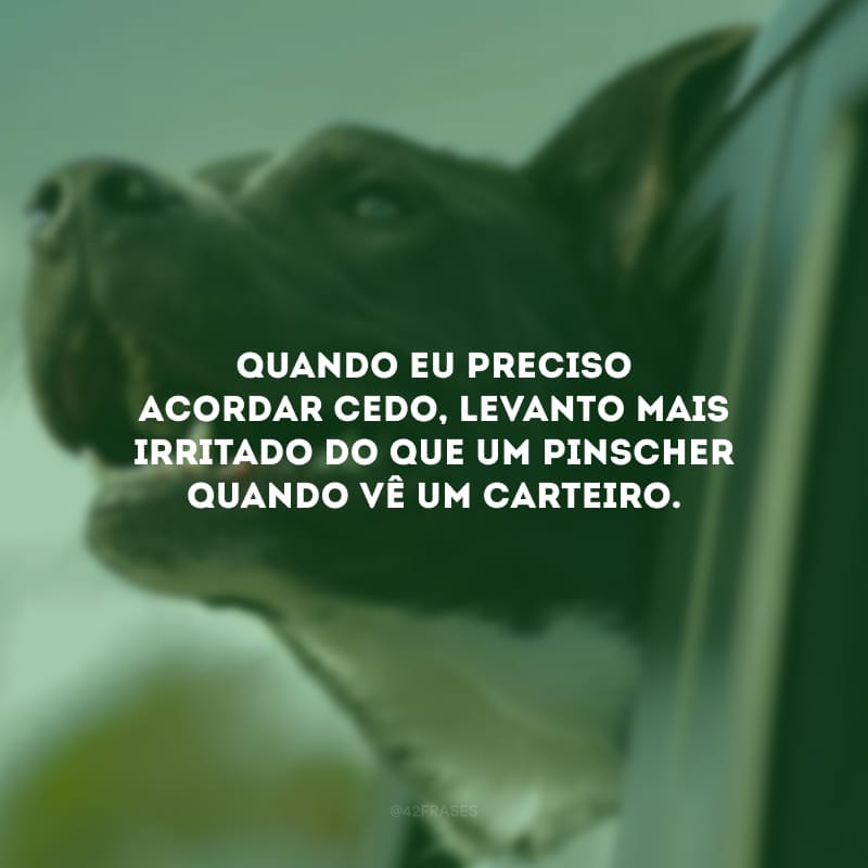 Quando eu preciso acordar cedo, levanto mais irritado do que um pinscher quando vê um carteiro.