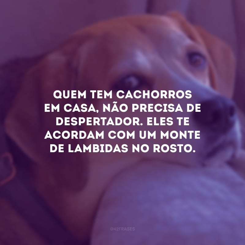 Quem tem cachorros em casa, não precisa de despertador. Eles te acordam com um monte de lambidas no rosto.