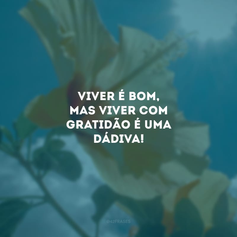 Viver é bom, mas viver com gratidão é uma dádiva!