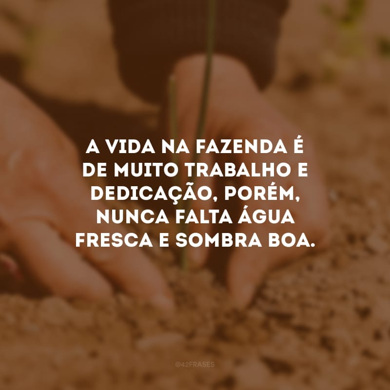 A vida na fazenda é de muito trabalho e dedicação, porém, nunca falta água fresca e sombra boa.