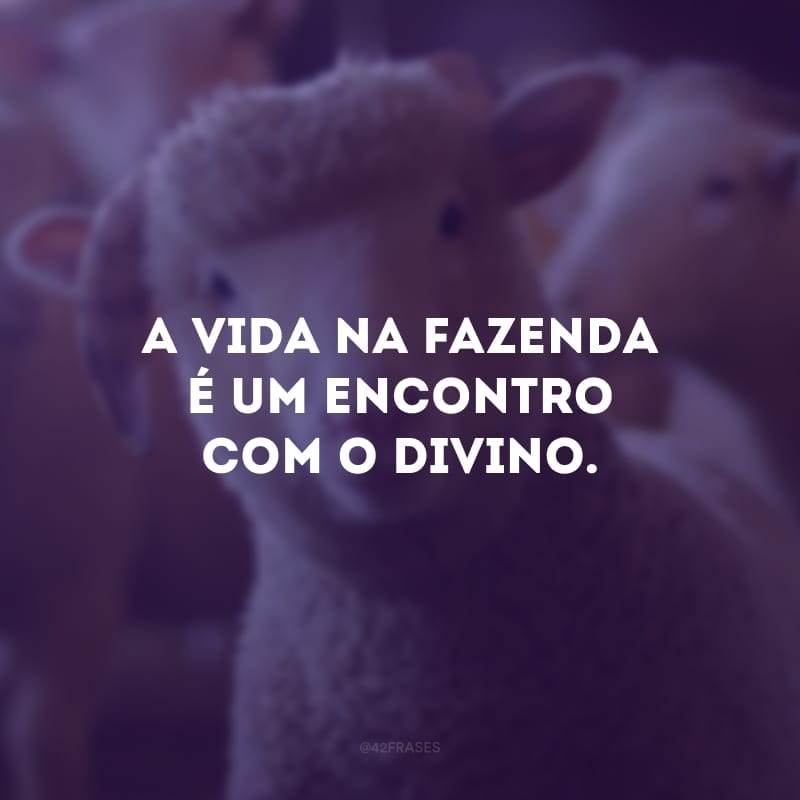 A vida na fazenda é um encontro com o divino. As estrelas brilham com mais glória e a natureza se harmoniza em uma sinfonia de paz.