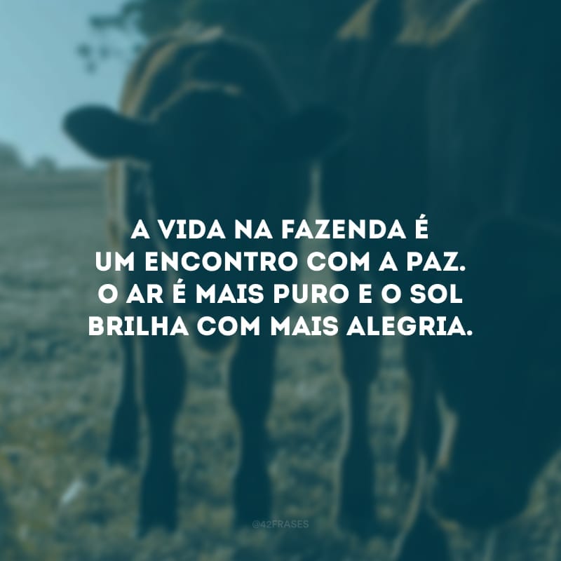 A vida na fazenda é um encontro com a paz. O ar é mais puro e o sol brilha com mais alegria.