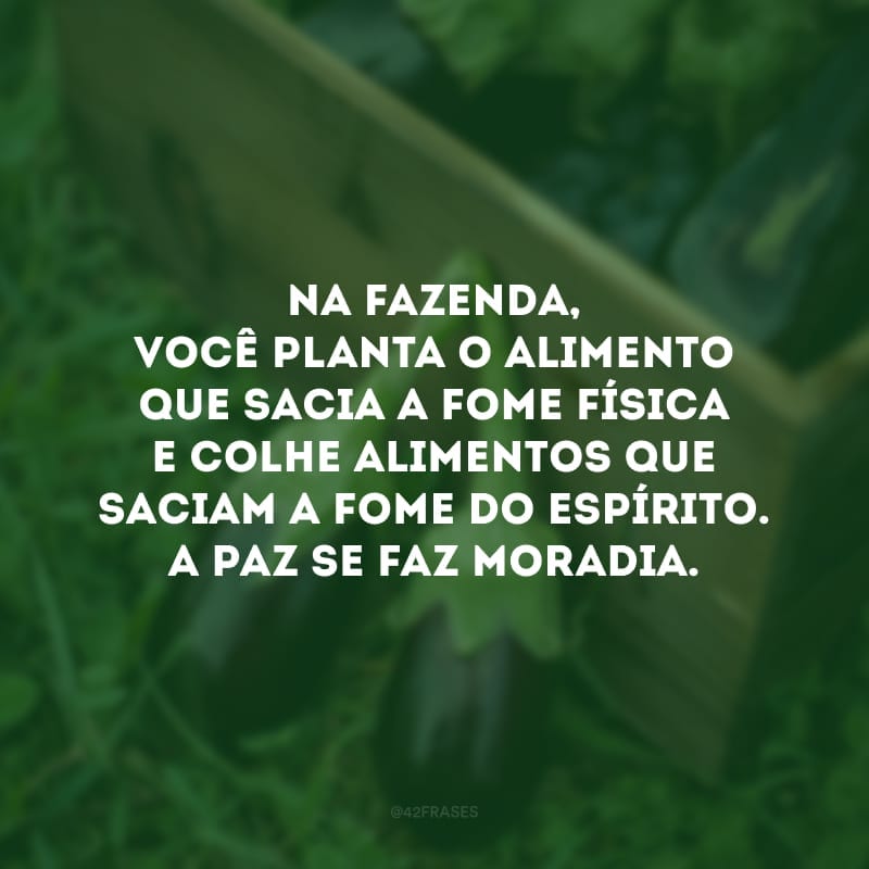 Na fazenda, você planta o alimento que sacia a fome física e colhe alimentos que saciam a fome do espírito. A paz se faz moradia.