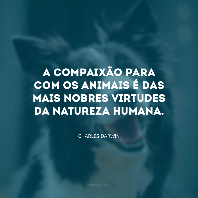 A compaixão para com os animais é das mais nobres virtudes da natureza humana.