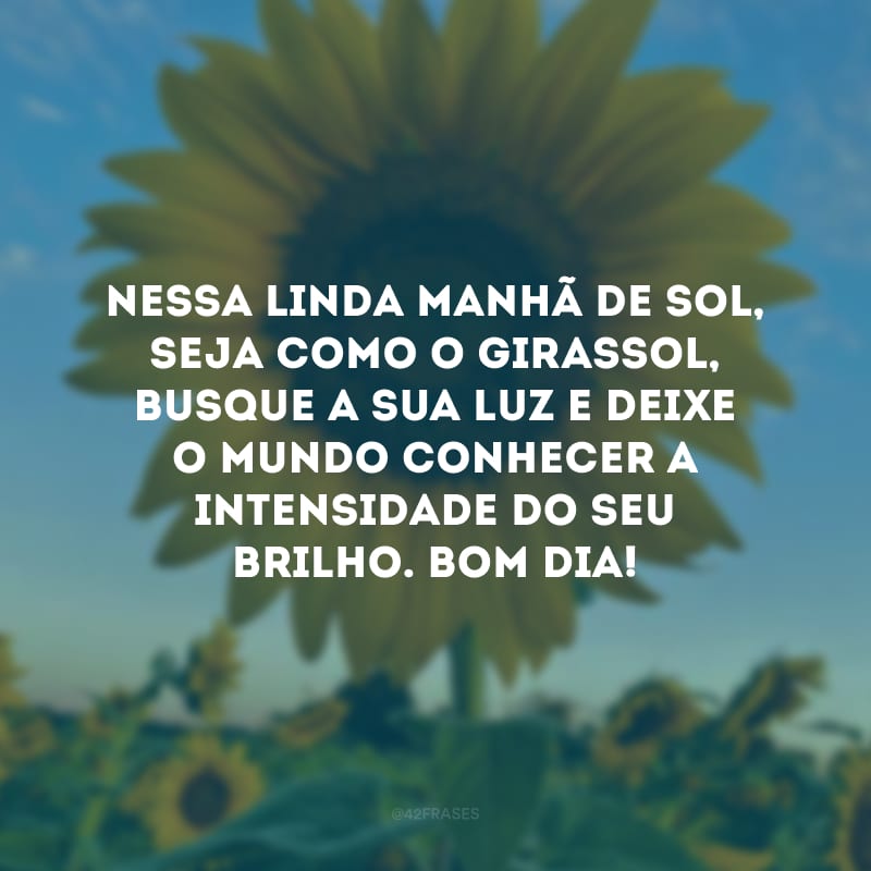 Nessa linda manhã de sol, seja como o girassol, busque a sua luz e deixe o mundo conhecer a intensidade do seu brilho. Bom dia!