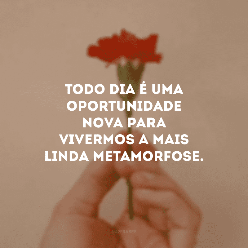 Todo dia é uma oportunidade nova para vivermos a mais linda metamorfose. 