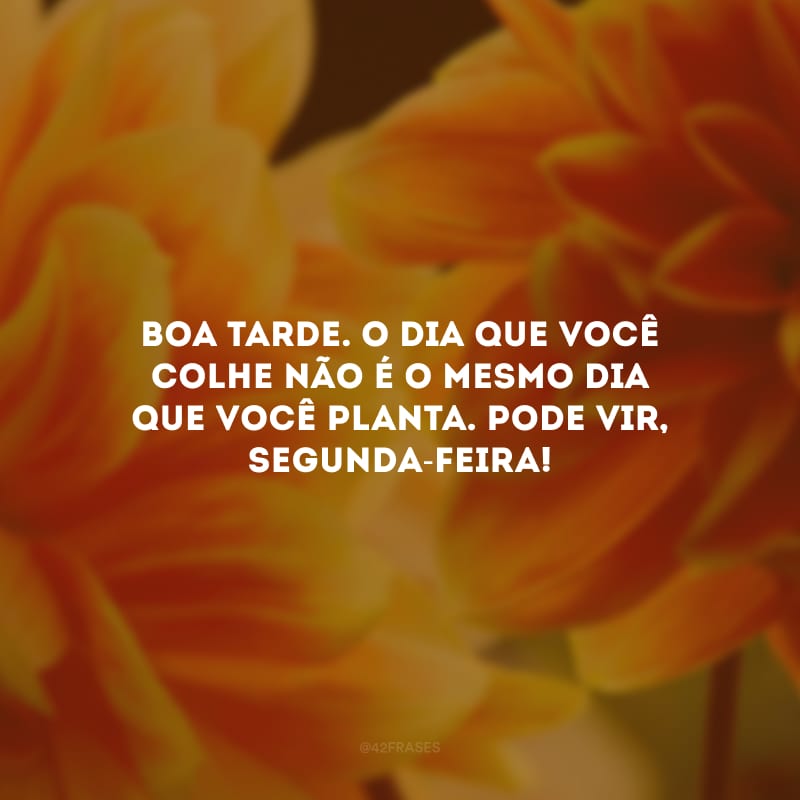 Boa tarde. O dia que você colhe não é o mesmo dia que você planta. Pode vir, segunda-feira!