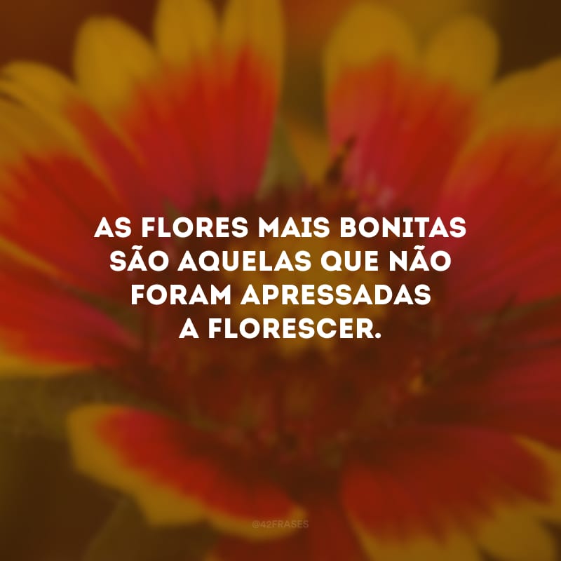 As flores mais bonitas são aquelas que não foram apressadas a florescer.