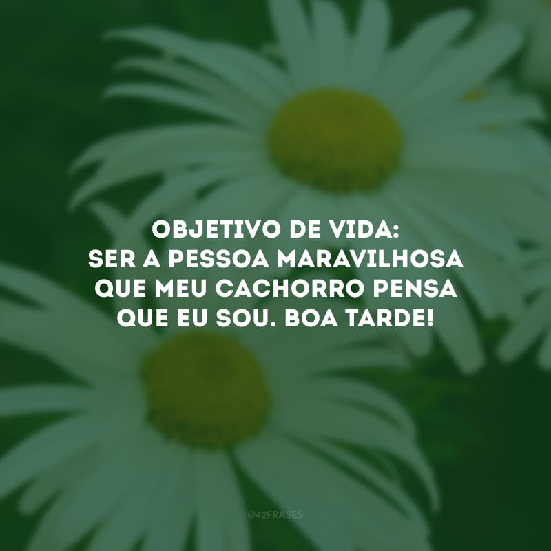 Objetivo de vida: ser a pessoa maravilhosa que meu cachorro pensa que eu sou. Boa tarde!