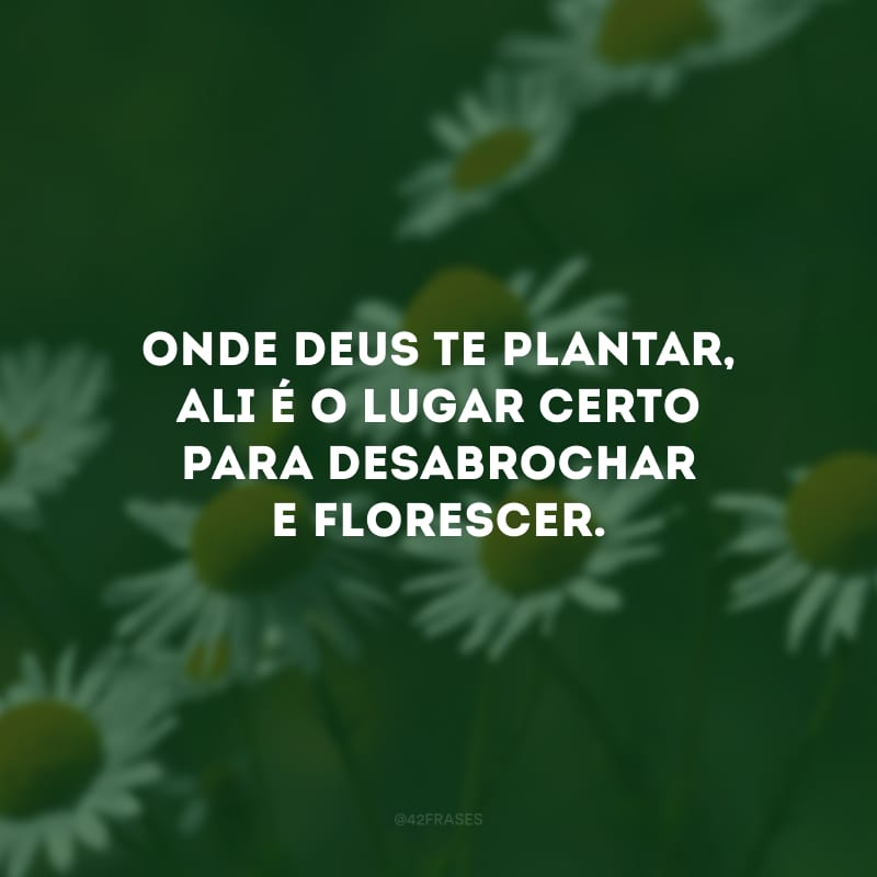 Onde Deus te plantar, ali é o lugar certo para desabrochar e florescer.