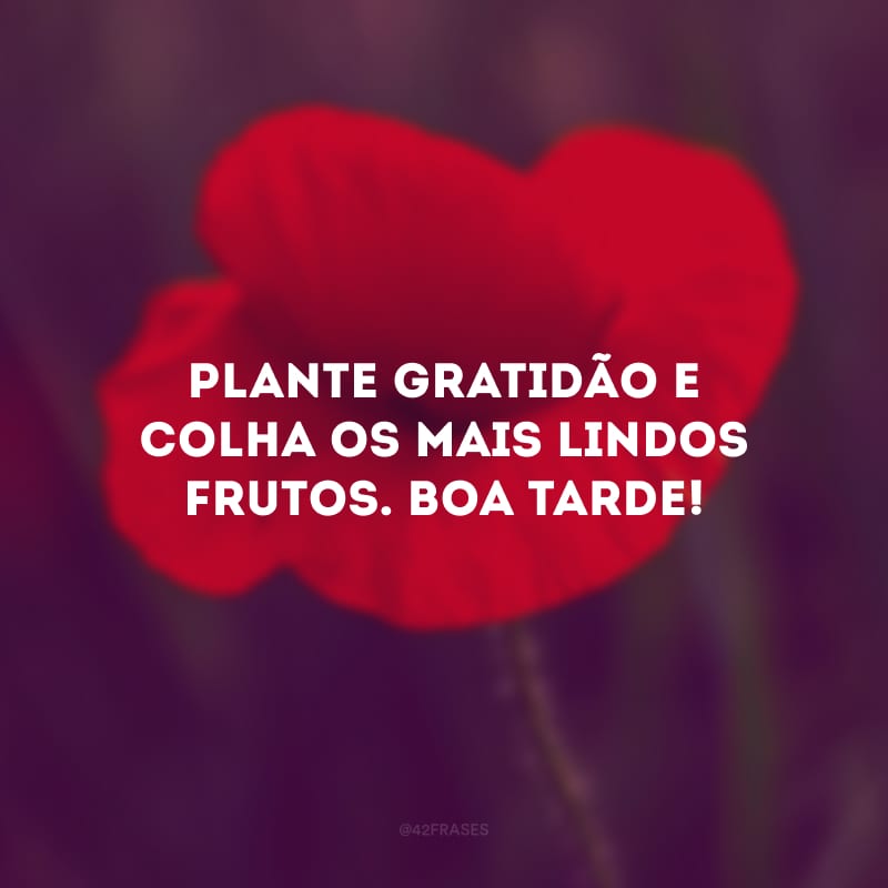 Plante gratidão e colha os mais lindos frutos. Boa tarde! 