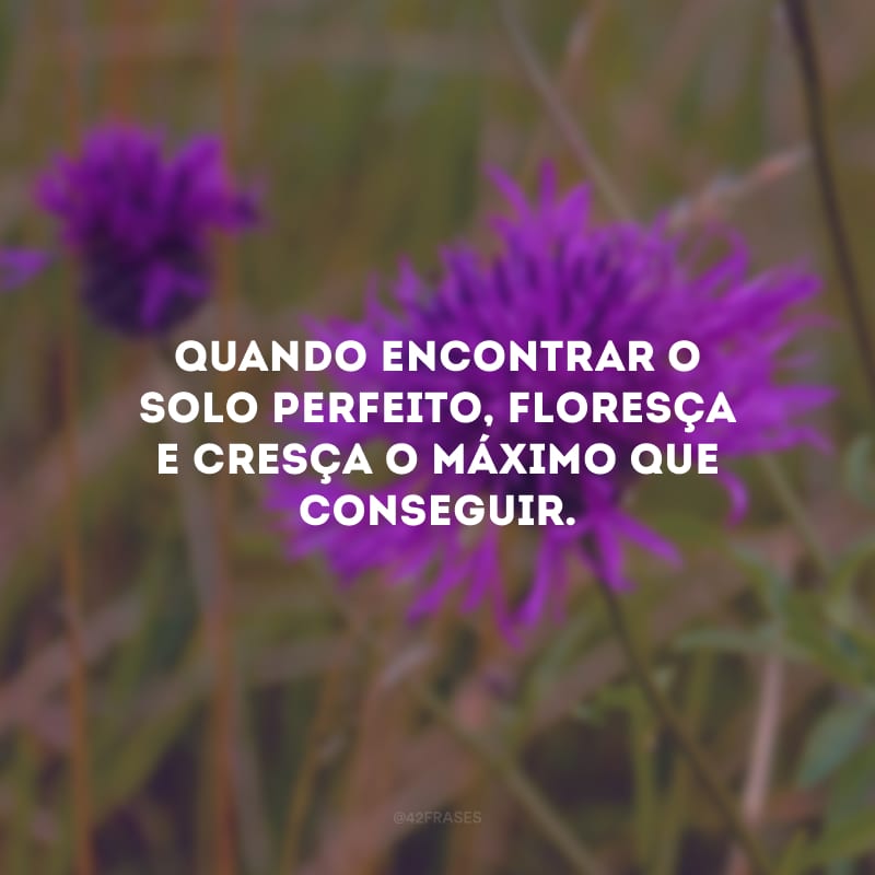 Quando encontrar o solo perfeito, floresça e cresça o máximo que conseguir.