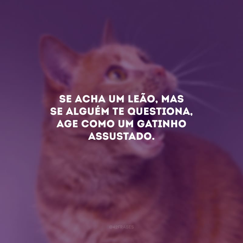 Se acha um leão, mas se alguém te questiona, age como um gatinho assustado.