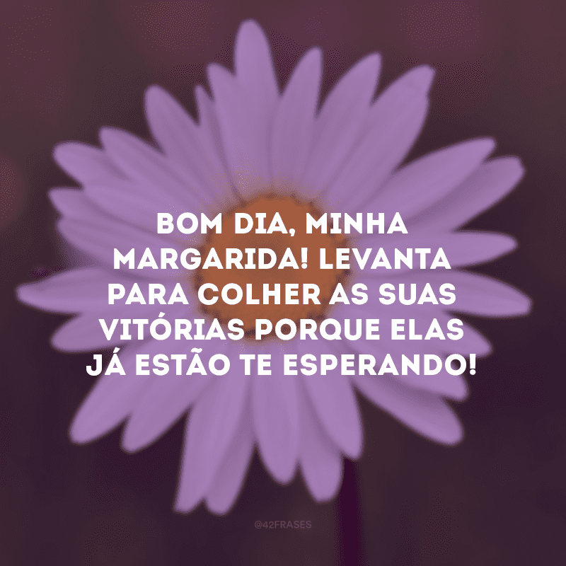 Bom dia, minha margarida! Levanta para colher as suas vitórias porque elas já estão te esperando!