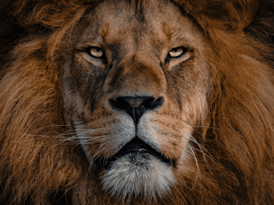 40 frases de leão guerreiro que enaltecem o verdadeiro rei da selva