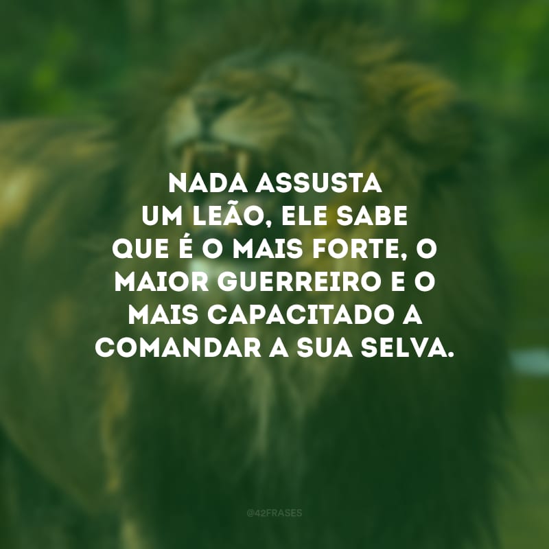 Nada assusta um leão, ele sabe que é o mais forte, o maior guerreiro e o mais capacitado a comandar a sua selva.