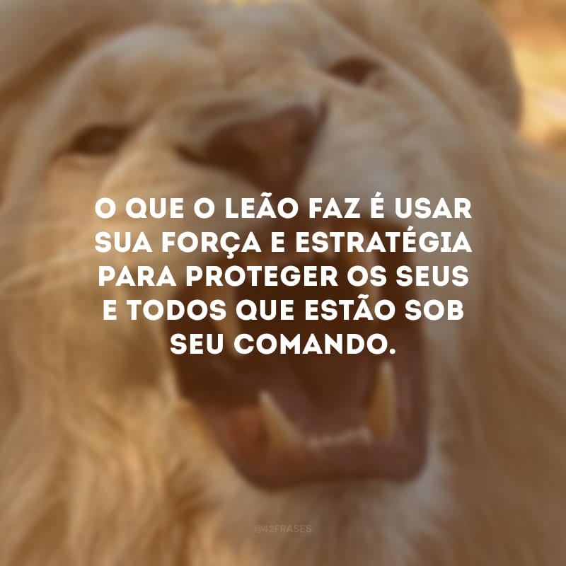 O que o leão faz é usar sua força e estratégia para proteger os seus e todos que estão sob seu comando.