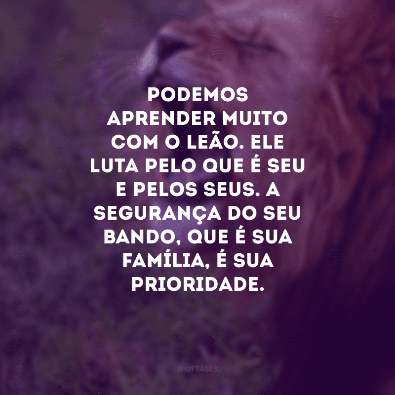 Podemos aprender muito com o leão. Ele luta pelo que é seu e pelos seus. A segurança do seu bando, que é sua família, é sua prioridade.