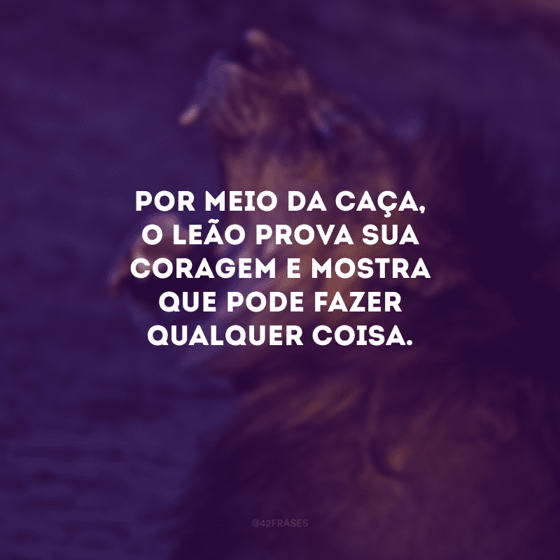 Por meio da caça, o leão prova sua coragem e mostra que pode fazer qualquer coisa. 