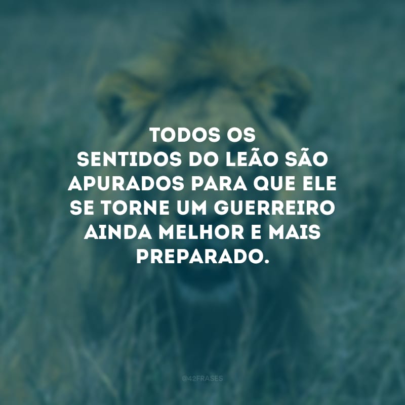 Todos os sentidos do leão são apurados para que ele se torne um guerreiro ainda melhor e mais preparado.