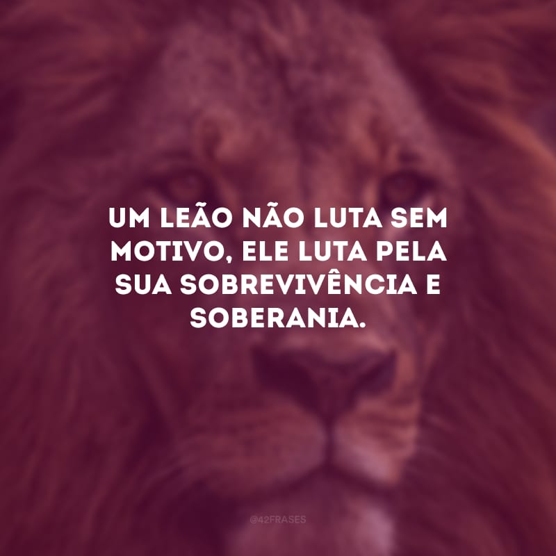 Um leão não luta sem motivo, ele luta pela sua sobrevivência e soberania.