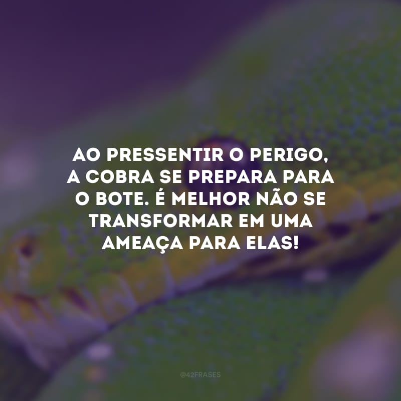 Ao pressentir o perigo, a cobra se prepara para o bote. É melhor não se transformar em uma ameaça para elas!