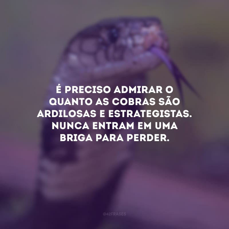 É preciso admirar o quanto as cobras são ardilosas e estrategistas. Nunca entram em uma briga para perder.