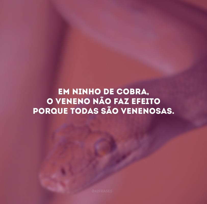 Em ninho de cobra, o veneno não faz efeito porque todas são venenosas.